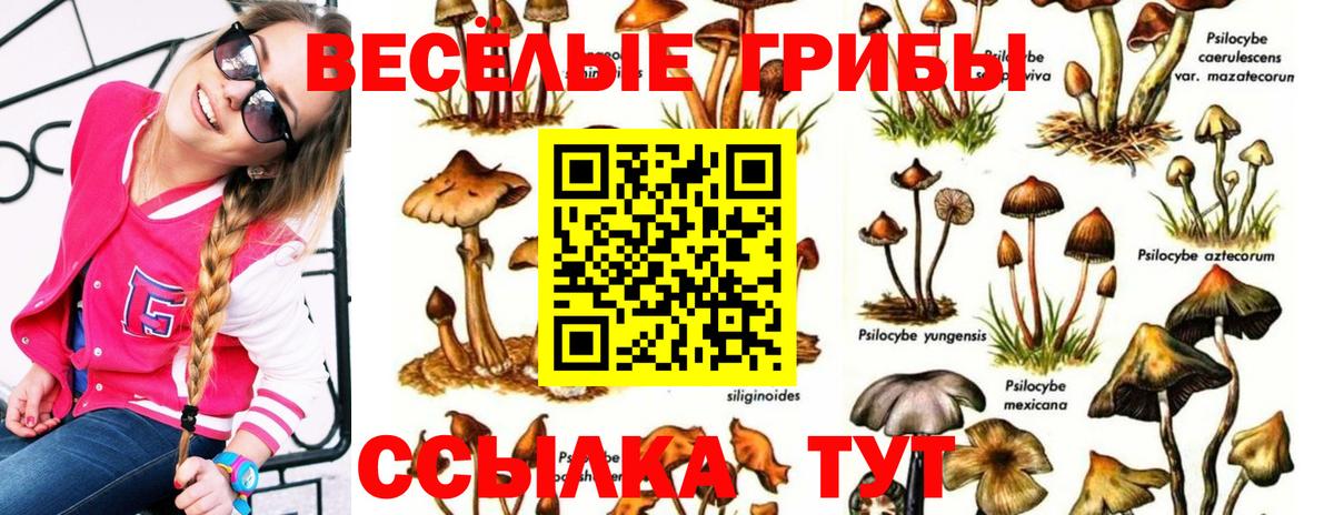 Псилоцибиновые грибы Psilocybe  Вход с VPN  Бузулук  где найти наркотики  Галлюциногенные грибы Magic Shrooms 